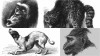 A képek Charles Darwin 1872-es művéből, Az érzelmek kifejezéséről embernél és állatoknál című könyvéből származnak