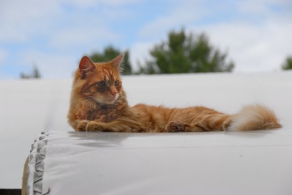 A macskák mindenféle tetőn otthon érzik magukat
