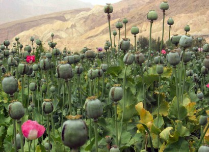 Afganisztáni áfium