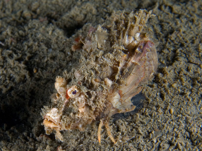 Az inimicus a skorpióhal-alakúak egyik nemének a neve is.