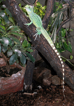 Basiliscus plumifrons a Dvůr Králové-i állatkertben. Nem ilyenek szerepelnek a Bibliában.