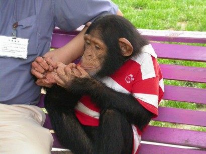 Fotózkodásra nevelt állatkerti csimpánz