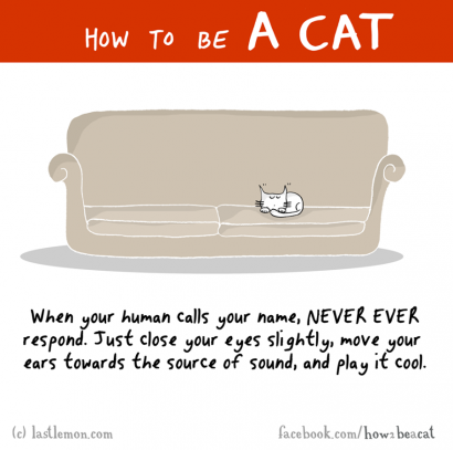 Hogyan legyél macska?