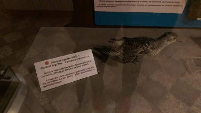 Megtekinthető a keresés eredménye a marosvásárhelyi természettudományi múzeumban