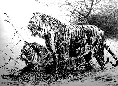 Turáni tigris – az ázsiai kistigrisek gazdasági erejét remélték a turáni népek szövetségétől
