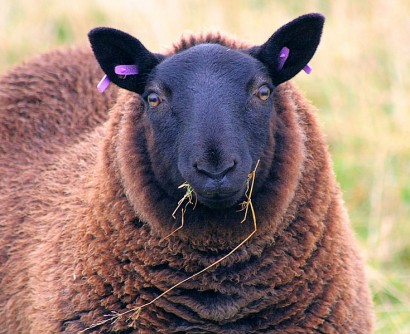 A bárányok hallgatnak – a juhniversitason