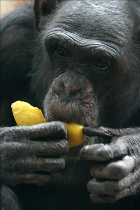 A csimpánzoknak is van éntudatuk