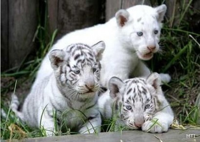 A fehér tigris lett az év állata