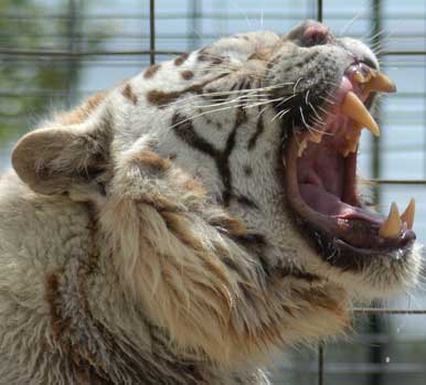 Az állatkertekben tenyésztett fehér tigrisek gyakran betegek a kis genetikai változatosság miatt