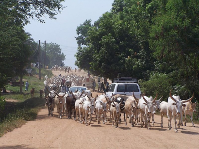 A főváros Dzsuba, marhákat terelnek a földúton. 