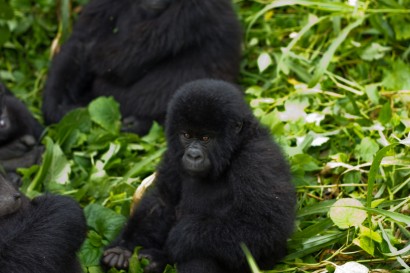 A gorillák veszélyben vannak