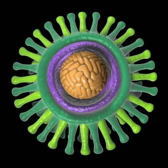A H5N1 vírus, személyesen