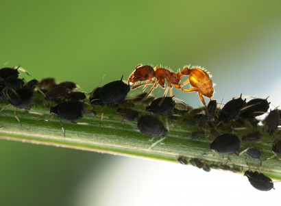 A hangyák is szeretik a tetvek által kiválasztott mézharmatot