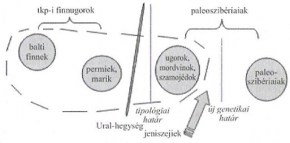 A ketek elődeinek köszönhetjük a finneket?