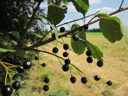 A kutyának se kell a kutyacseresznye?