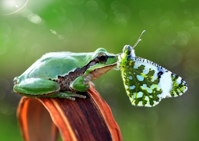 A lelke mélyén minden állat Süsü? – <br />8 állat, akik meghitt kapcsolatba kerültek pillangókkal