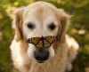 A lelke mélyén minden állat Süsü? – <br />8 állat, akik meghitt kapcsolatba kerültek pillangókkal