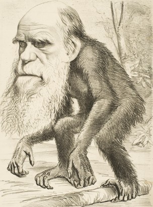 A majomként ábrázolt Darwin egy 1871-ből származó karikatúrán