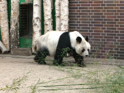A panda átkel