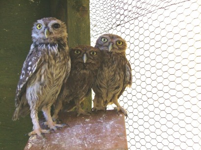 A parliament of little owls – kuvikok, zárt ülésen