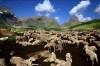 A pásztorkodással (is) foglalkozó népek szinte mindegyike kifejlesztett valamilyen alapvető füttynyelvet. Képünkön kasmíri nomád nő fej egy juhot a Visanszár-tó völgyében mintegy 130 km-re Szrinagártól