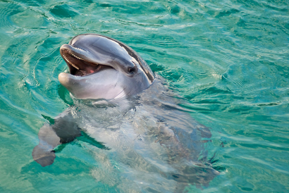 A Planète Sauvage egyik delfinje.
