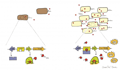 A quorum sensing genetikai szabályozásának vázlata