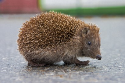 A szeszélyes kecskéktől áll égnek a haja?