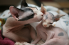 A szfinx macskák természetes mutáció révén kopaszon születnek