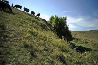 A tehénpásztort régebben a falugyűlést választotta