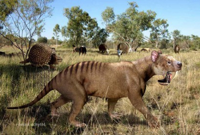 A Thylacosmilus atroxról készült egyetlen hiteles fényképfelvétel