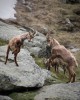 A valais-i kecskék egymásnak feszülnek