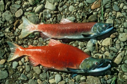 A vörös lazac egy fajtája, a kokanee soha nem jut el az óceánig