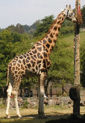 A zsiráf és nyaka – az akarat diadala