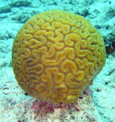 Agy (korall)