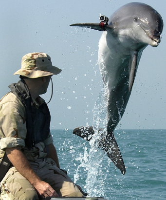 Aknakereső delfin