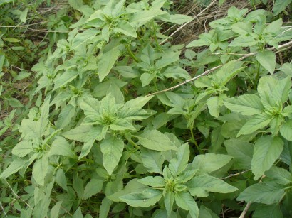 Amaranthus reflexus – Szőrös disznóparéj