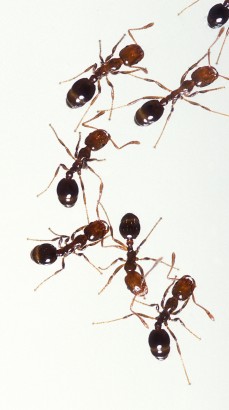 Ant and ant and ant and ant and ant...