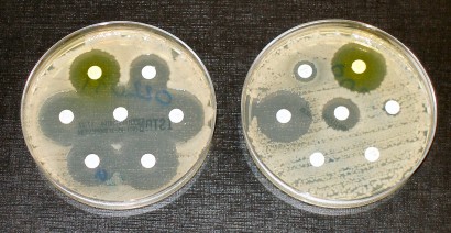 Antibiotikum-rezisztencia: a bal oldalon reagál az antibiotikumra a baktérium; a jobb oldali rezisztens