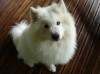 Aranyos kis fehér szamojéd kutya