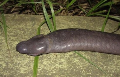 Atretochoana, khhmmm