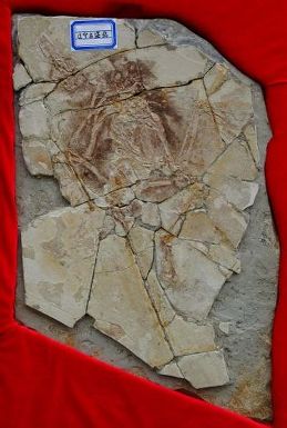 Az archaeraptor fosszíliája