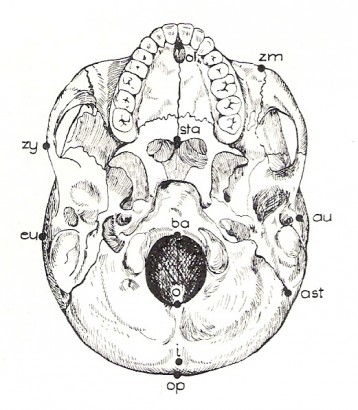 A koponya mérőpontjai alulnézetben