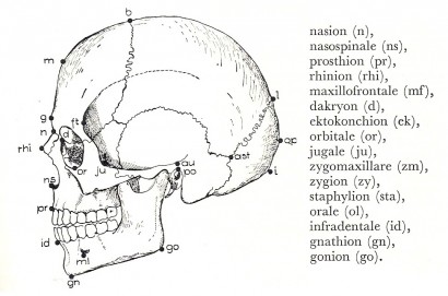 A koponya mérőpontjai oldalnézetben