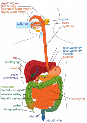 Az emberi emésztőrendszer