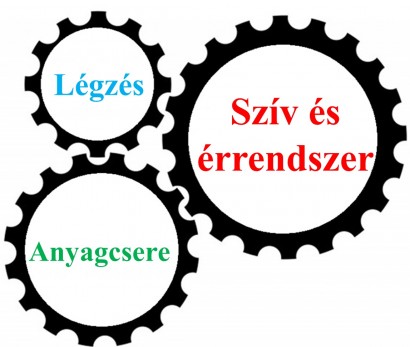 Az emberi szervezet egyszerűsített modellje. Az egyes elemek összekapcsolt fogaskerekekként hatnak egymásra.