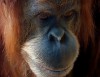 Az orangutan DNS-e 97%-ban megegyezik az emberével