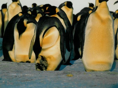 Az összebújó pingvinek titka