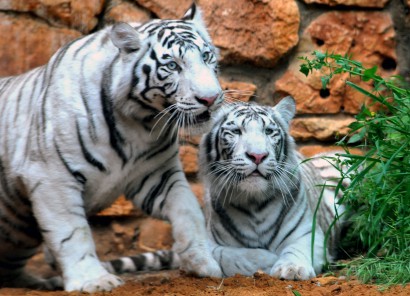 Bengáli fehér tigrisek a haifai állatkertben