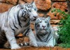 Bengáli fehér tigrisek a haifai állatkertben